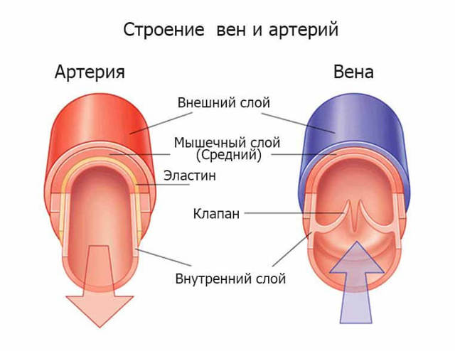 Кровеносные сосуды и вены человека: что это такое и какую работу в организме выполняют?