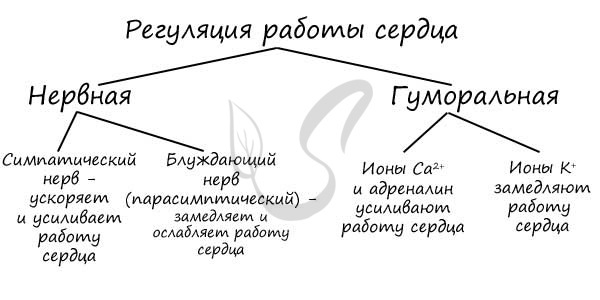 Из левого желудочка вытекает кровь | Наше сердце