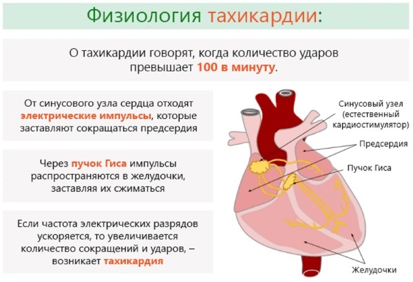 Повышена креатинкиназа в крови: причины, общая информация