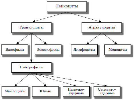 Функции лейкоцитов – за что отвечают? - Диагностика