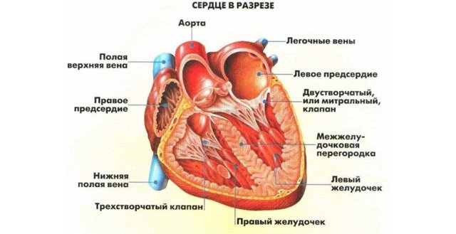 Нагрузка на левое предсердие - Все про гипертонию
