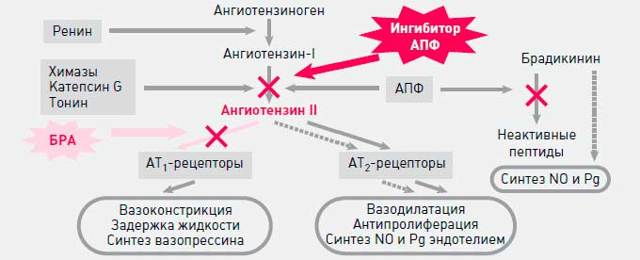Ингибиторы АПФ: список препаратов при гипертонии. Ингибиторы АПФ – что это такое?