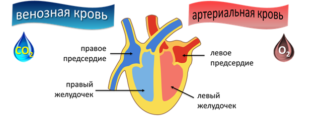 Анализ крови на электролиты - что это, нормы электролитов крови