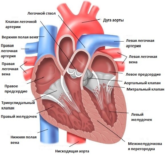 Трикуспидальная регургитация — степени и лечение