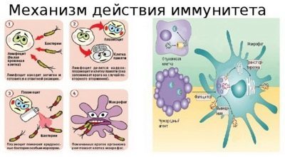 Бронхомунал для детей: инструкция по применению детского сиропа и дозировки