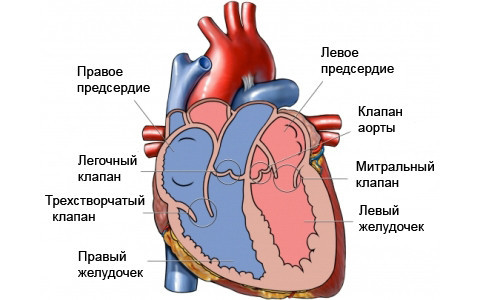 Клапаны сердца человека: расположение, строение, назначение