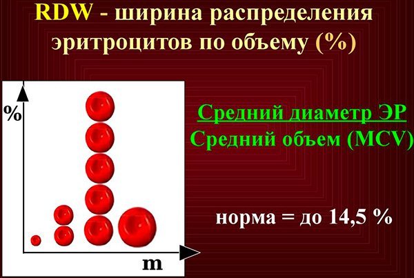 Почему rdw в анализе крови повышен и какой должна быть норма