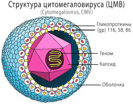 Цитомегаловирус (ЦМВ) — что это такое, причины, симптомы и лечение