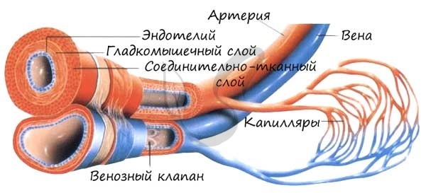 Из левого желудочка вытекает кровь | Наше сердце