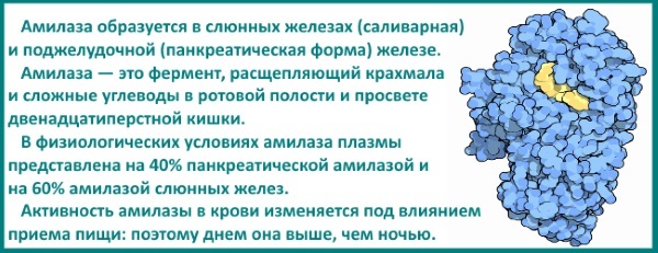 Альфа-амилаза в крови повышена