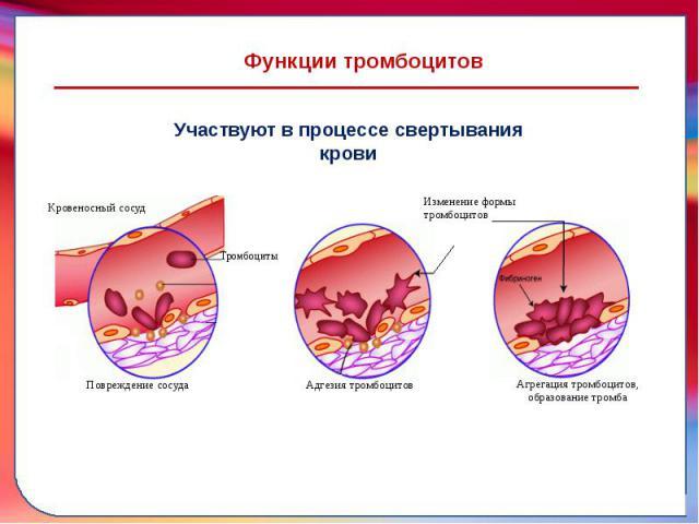 Агрегация тромбоцитов - что это такое, значение нормы, сниженные и повышенные показатели