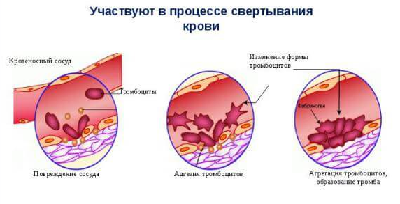 Повышенные тромбоциты в крови у женщин, мужчин: причины повышения, как снизить высокий уровень