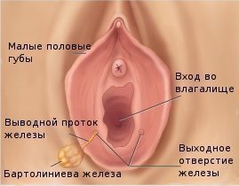 Бартолинит - причины, симптомы, диагностика и лечение