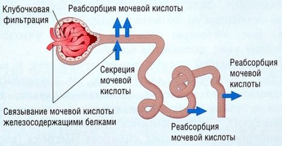 Мочевая кислота составляет уменя 755 что делать. Какая норма мочевой кислоты в крови мужчин, женщин и детей