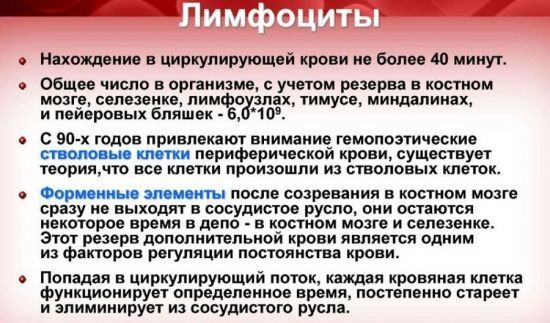Лимфоциты в крови повышены: причины у женщин цимфацитоза