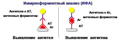 ИФА - иммуноферментный анализ крови: расшифровка