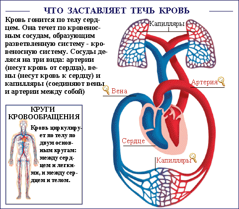 Коагулограмма - обязательный анализ при беременности, перед операцией