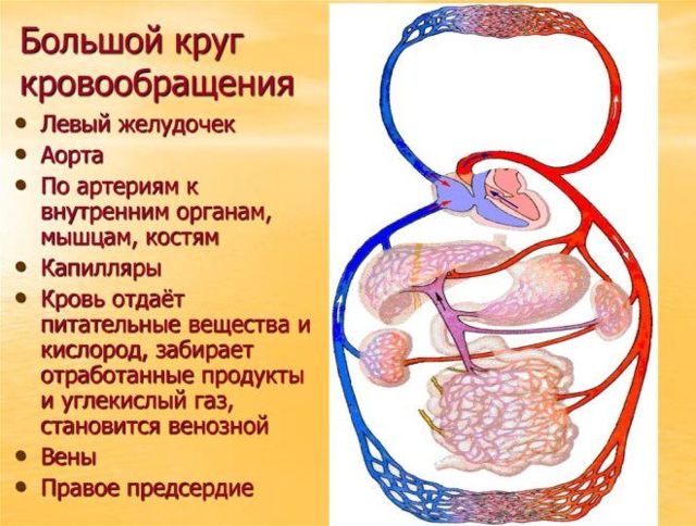 К малому кругу кровообращения относят легочное вену почему? - Школьные Знания.com