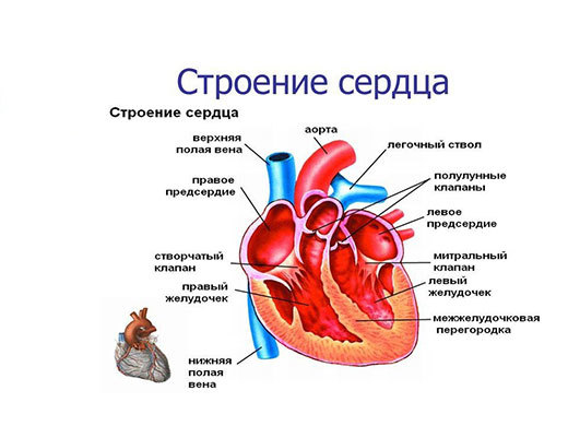 Регургитация трикуспидального клапана 1 степени