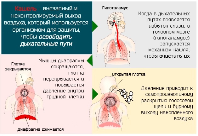 Линкас сироп от кашля: инструкция по применению