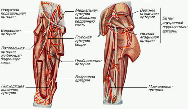 Бедренная артерия - анатомия - медицинская энциклопедия