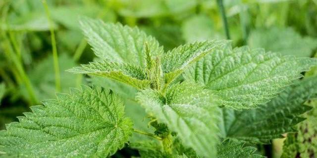 Кровоостанавливающие препараты при обильных месячных - уколы, народные средства при менструации