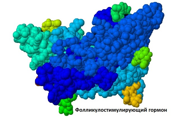 Анализ крови на ФСГ и ЛГ: соотношение гормонов, норма