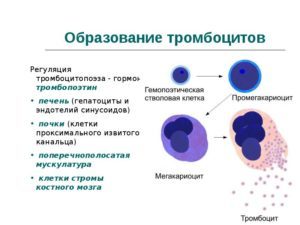 Тромбоциты: понятие, индекс распределения, большие тромбоциты, средний объем