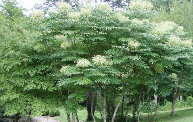 Как быстро поднять давление в домашних условиях: таблетки и народные средства