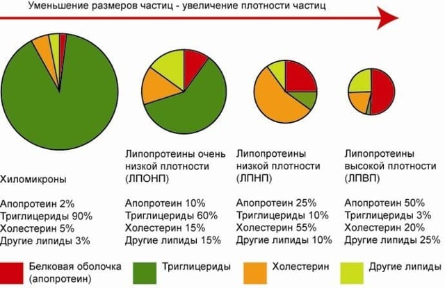 Нормы липидов в крови, гормональная функция липидов