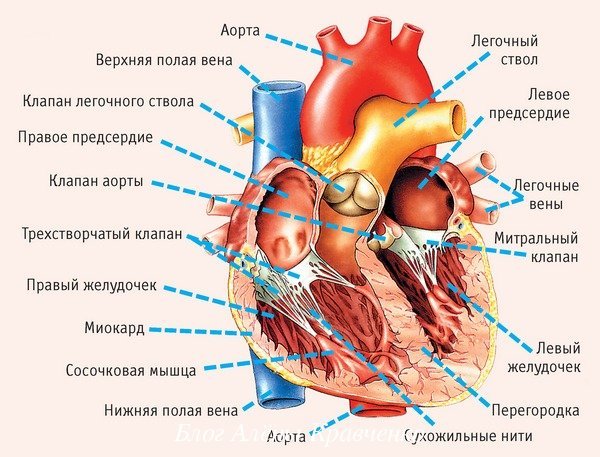 Скачет давление (то низкое, то высокое): что делать, причины, признаки