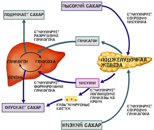 Гормон инсулин - все что нужно знать для похудения или набора массы