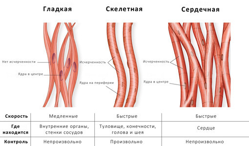 Узнай свою норму магния в крови