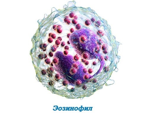 Эозинофилы повышены: патология или вариант нормы
