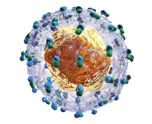 Вирус гепатита С (Hepatitis C Virus), качественное суммарное определение антител, ИФА (anti-HCV, кач.)