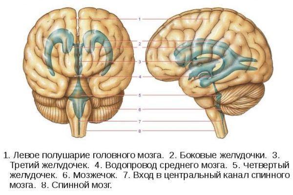 Асимметрия боковых желудочков мозга у детей и взрослых