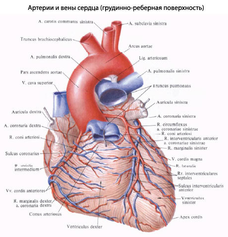 Анатомия и внутреннее строение сердца человека. Физиология сердца: проводящая система сердца