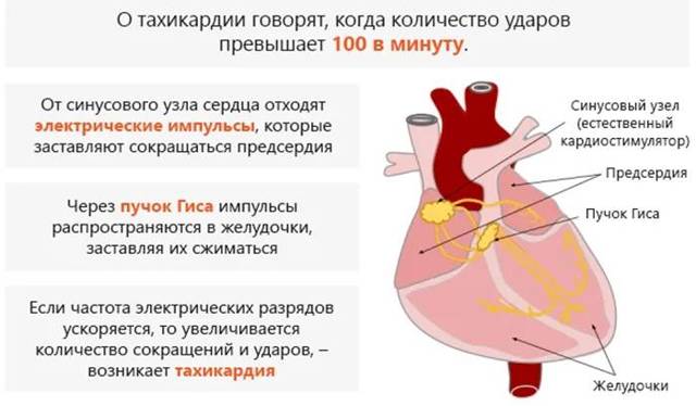 Сколько ударов должно биться сердце в минуту — Сердце
