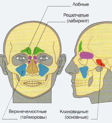 Клиническая анатомия носа. Кровоснабжение полости носа