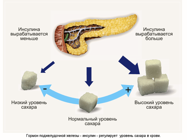 Инсулин в крови: норма у женщин, мужчин и детей