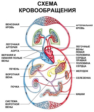 Анатомия: Малый круг кровообращения.