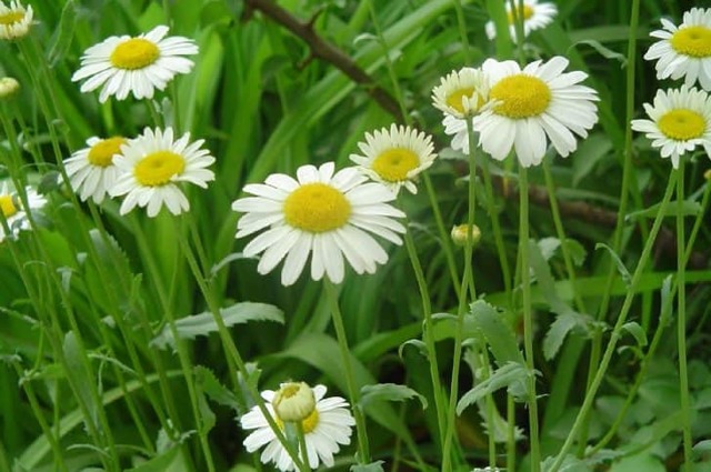 Продукты очищающие кровь: овощи, фрукты, зелень, напитки