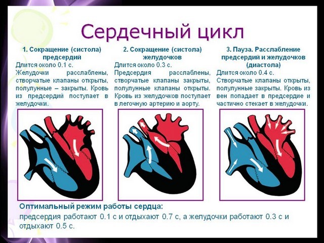 Работа сердца и сосудов. Систола и диастола в строении сердца.