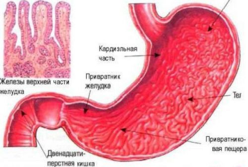 Гастродуоденит у детей - причины, симптомы, диагностика и лечение