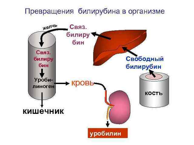 Высокий билирубин в крови у взрослых: причины и признаки, норма билирубина. Способы снизить количество вещества в крови