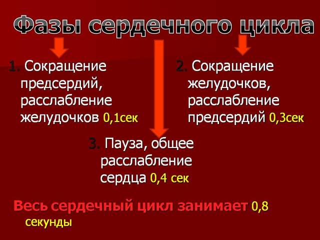 Во время сердечного цикла сокращение предсердий длится. Сердечный цикл