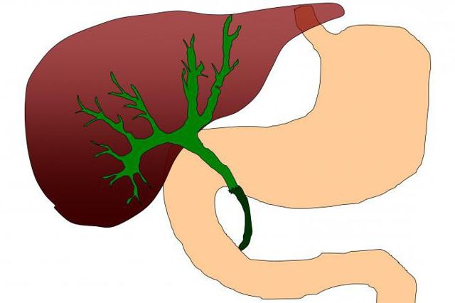 Повышенный билирубин – причины и симптомы билирубина, диагностика, лечение и профилактика
