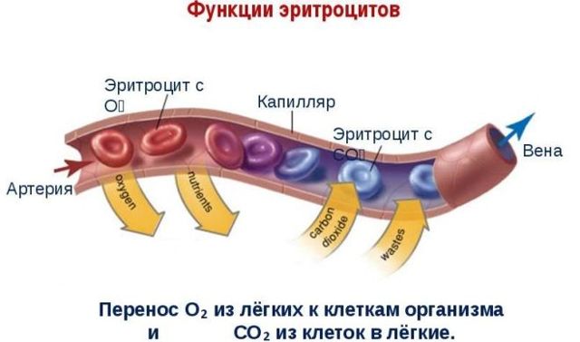 Строение и функции эритроцитов в крови. Какую функцию выполняют эритроциты