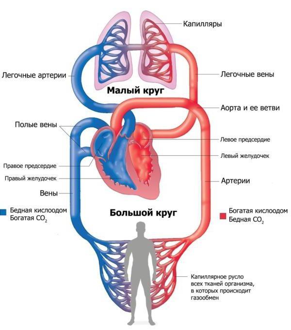 Как устроено сердце человека, каковы его функции?