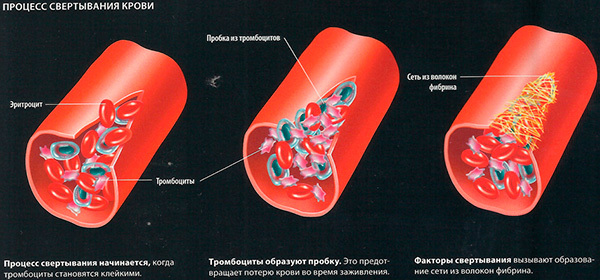 Свертываемость крови – норма
